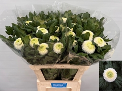 Chrysanth Single Boris Becker 80cm 65gr.