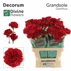 Dianthus Single Grandsole 60cm