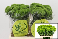 Dianthus Barb Kiwi Mellow 40cm