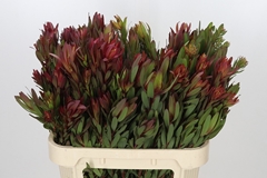 Leucadendron Safari Sunset 80cm Spray