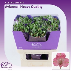 Alstroemeria Elegance 75cm 80gr.