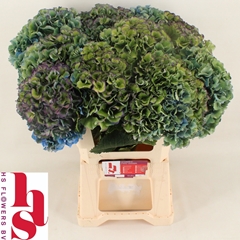 Hydrangea Royal Parade Classic 60cm 20-22cm Hd