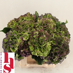 Hydrangea Verena Blue Classic 40cm 13-15cm Hd