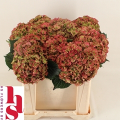 Hydrangea Royal Anastasia Classic 50cm 15-17cm Hd