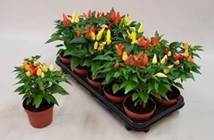 Capsicum Salsa Mix 11Ø 26cm