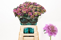 Scabiosa Bon Bon Scoop Ube 70cm
