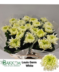 Chrysanth Single Louis Germ White 80cm 130gr.