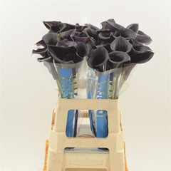 Zantedeschia Captain Beretta 60cm