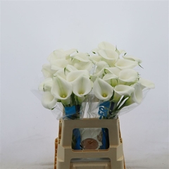 Zantedeschia Captain Cortina 65cm