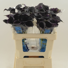 Zantedeschia Captain Beretta 55cm