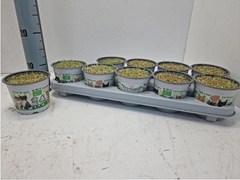 Hordeum Kitty Grass 12Ø 10cm