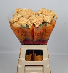 Dianthus Single Caroline Gold 60cm