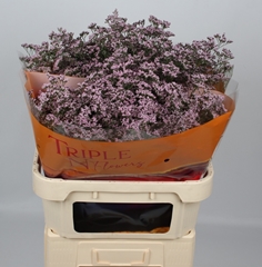 Limonium Safora Oshi Pink 80cm 30gr.