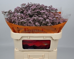 Limonium Safora Oshi Pink 70cm 25gr.