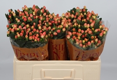 Hypericum Magical Royal Princess 50cm