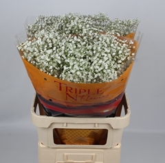 Gypsophila Paniculata Xlence 80cm 40gr.