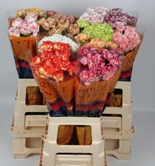 Dianthus Single Mix 65cm