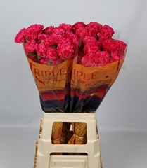 Dianthus Single Cervantes 70cm