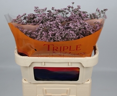 Limonium Safora Oshi Pink 70cm 30gr.