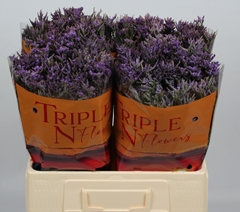 Limonium Safora Dark Blue 60cm 25gr.