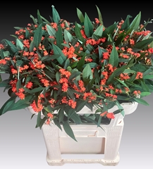 Euphorbia Fulgens Spray Queen Of Orange 70cm 10cm Hd