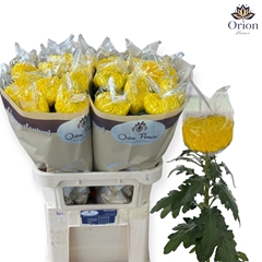 Chrysanth Single Rivalry 80cm 115gr.