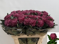 Chrysanth Single Bigoudi Purple 80cm 115gr.