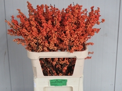 Ilex Verticillata Winter Gold 80cm