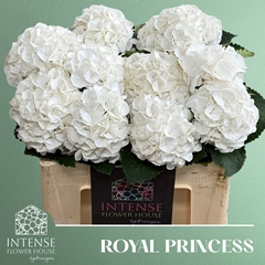 Hydrangea Royal Princess 50cm 12-14cm Hd