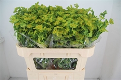 Bupleurum Rotundifolium 70cm