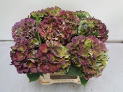 Hydrangea Royal Palace Classic 40cm 13-15cm Hd