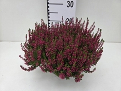Calluna Garden Girls Franca 23Ø 25cm
