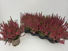 Calluna Garden Girls Franca 12Ø 24cm