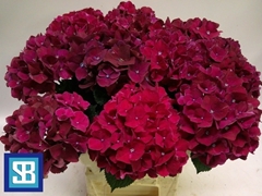 Hydrangea Pink Ruby 60cm 15-17cm Hd