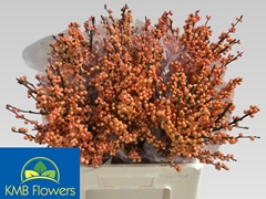 Ilex Verticillata Winter Gold 60cm