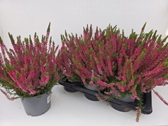 Calluna Garden Girls Franca 17Ø 34cm