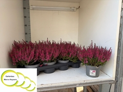 Calluna Vulgaris Garden Girls Milva 12Ø 25cm