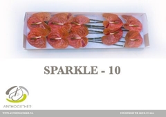 Anthurium Sparkle 11cm Hd