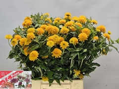 Heliopsis Helianthoides Asahi 50cm