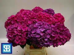 Hydrangea Pink Ruby 70cm 19-21cm Hd