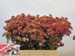 Sedum Magical Lizzy 60cm