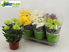 Chrysanth Anastasia Mix 15Ø 32cm