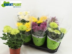 Chrysanth Anastasia Mix 15Ø 32cm