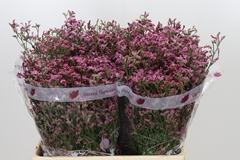 Limonium Sensy Pinkini 60cm 25gr.