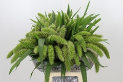 Setaria Italica Volle Melk 70cm