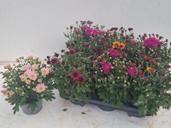 Chrysanthemum Garden Mums Mix 12Ø 25cm