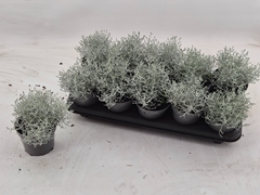 Leucophyta Brownii 12Ø 20cm