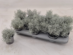Leucophyta Brownii 10Ø 20cm
