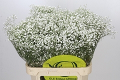 Gypsophila Paniculata Xlence 80cm 55gr.