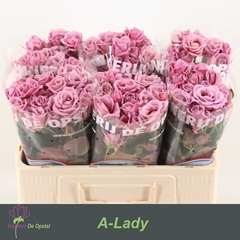 Rosa Spray A-Lady 50cm 3+